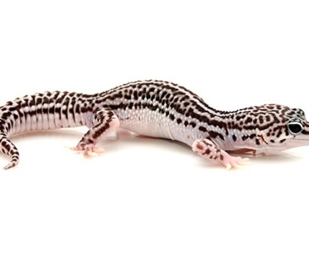 Super Snow Leopard Gecko for Sale