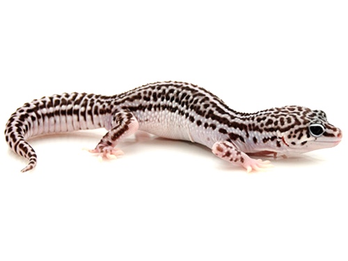 Super Snow Leopard Gecko for Sale