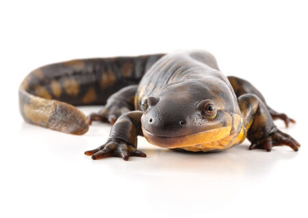 Tiger Salamander for Sale