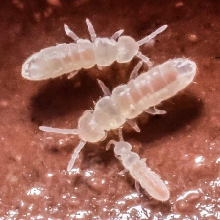 Temperate White Springtail Starter Culture (Folsomia Candida)